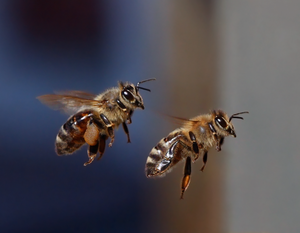 Bild vergr&ouml;&szlig;ern: Bienen_im_Flug