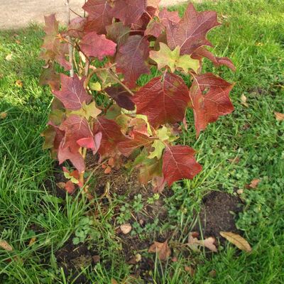 Bild vergr&ouml;&szlig;ern: 10.12 Eichblat-Hortensie im Herbstlaub