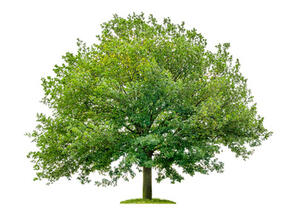 Bild vergr&ouml;&szlig;ern: Baum