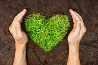 Bild vergrößern: hands holding green heart shaped tree on crack earth