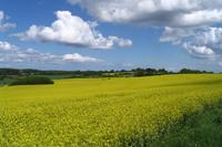 Bild vergr&ouml;&szlig;ern: Rapsfeld am Rande von Bad Schwartau