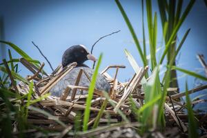Bild vergr&ouml;&szlig;ern: Brutvogel