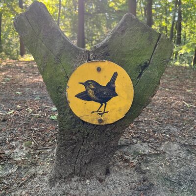 Bild vergr&ouml;&szlig;ern: Zaunkönig Naturerlebnisraum