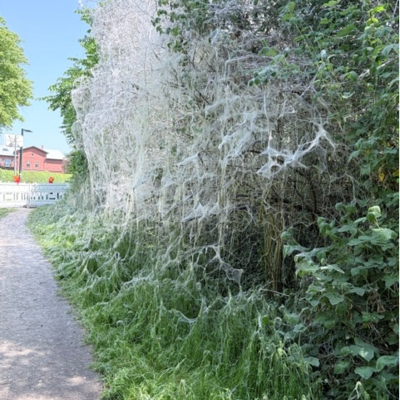 Bild vergr&ouml;&szlig;ern: Gespinnstmotte II