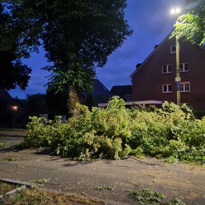 Bild vergr&ouml;&szlig;ern: umgestürzter Baum