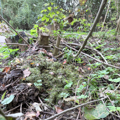 Bild vergr&ouml;&szlig;ern: Gartenabfall im Wald