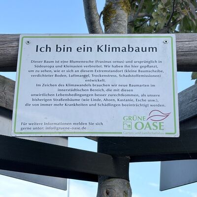 Bild vergr&ouml;&szlig;ern: Klimabaum P2 am 2026-10-16Fraxinus 03 Schild