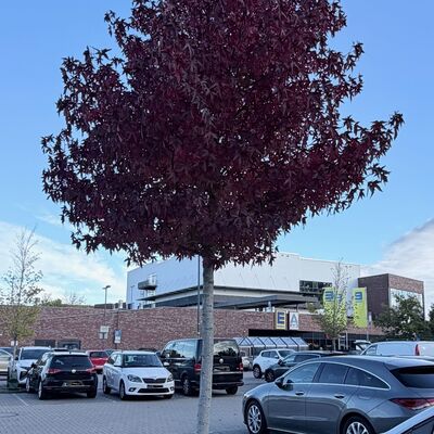 Bild vergr&ouml;&szlig;ern: Klimabaum P2 am 2026-10-16 Liquidamber 01